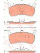 TRW DTEC Brake Pads