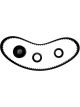 BWS Timing Belt Kit