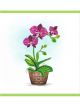 Boyle Quilled Greeting Card Purple Orchid 15x15cm